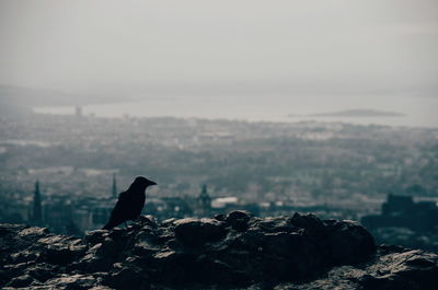 Close-up of silhouette bird perching on rock against sky