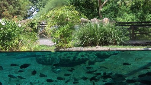 Plants growing in water