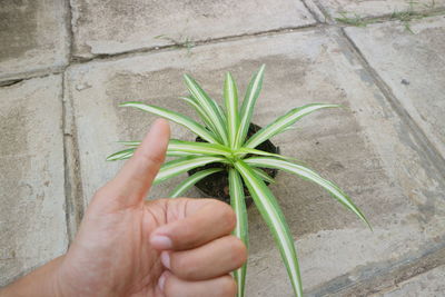 Close-up of hand holding plant against wall