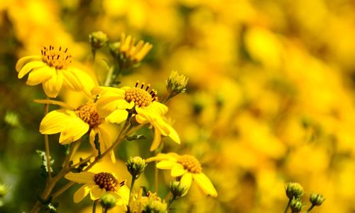 Close-up of yellow flowering plant