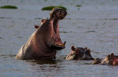 Hippos in lake