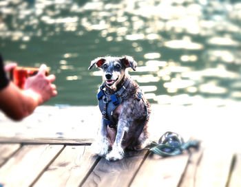 Dog sitting on wood