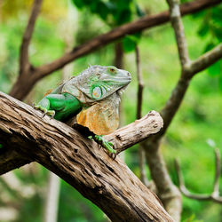 Close-up of a lizard on tree