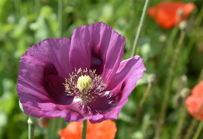 Close-up of purple flower