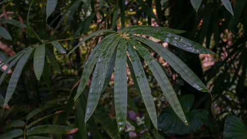 Close-up of wet plant leaves during rainy season