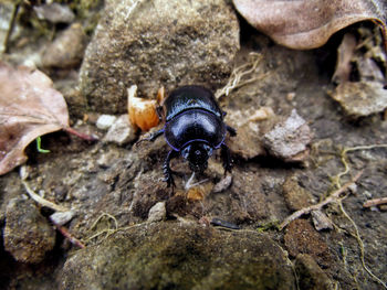 Close-up of crab on rock