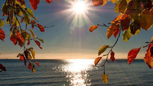 Sunlight streaming through tree against sea