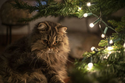 Cat looking at illuminated christmas tree