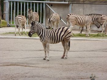 Zebras zebra