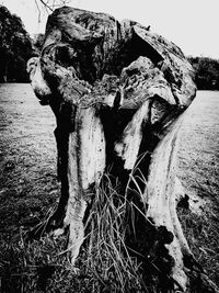 Close-up of driftwood on tree trunk on field