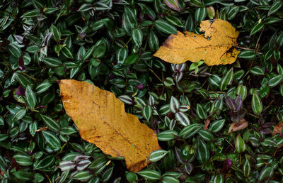 High angle view of yellow maple leaves on plant