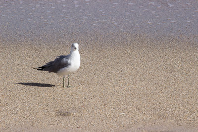 Close-up of birds