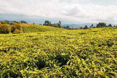 Scenic view of agricultural field against sky