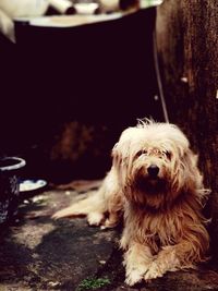 Close-up of dog sitting