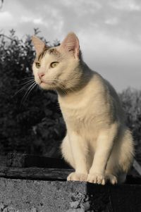 Portrait of cat sitting outdoors