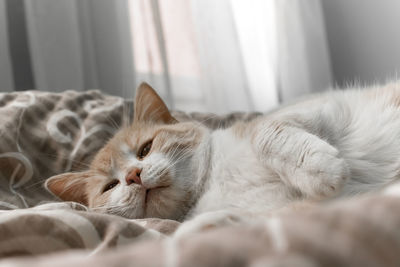 Close-up of cat resting on bed at home
