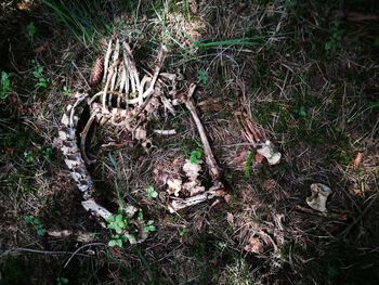 High angle view of plants growing on field
