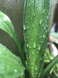 Close-up of wet plant leaves during rainy season