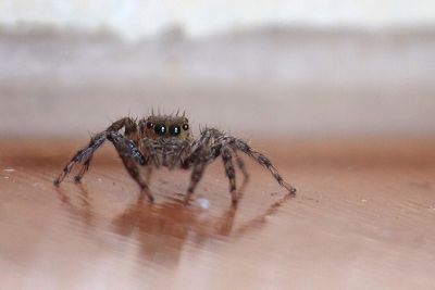 Close-up of spider on web