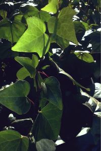 Close-up of fresh green leaves