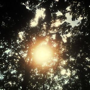 Low angle view of trees