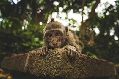 Portrait of monkey sitting on rock