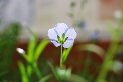 Close-up of white flowering plant