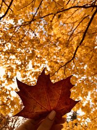 Cropped hand holding maple leaf against tree during autumn