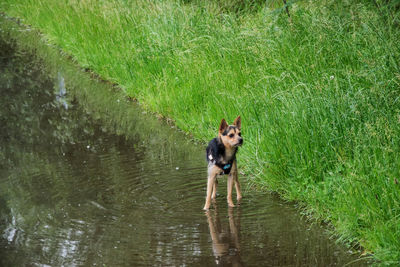 Dog in a river