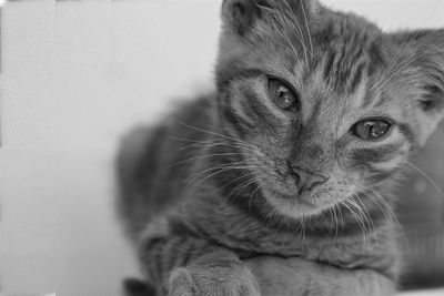 Close-up portrait of cat