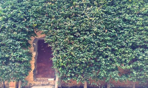 Ivy growing on tree against sky