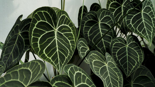 Anthurium clarinervium dark leaves black velvet dark foliage heart leaves