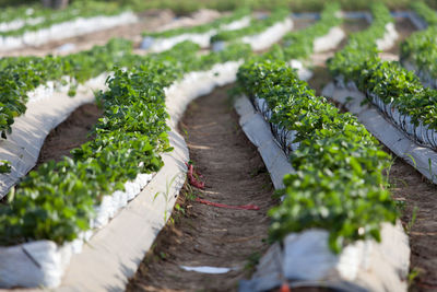 High angle view of potted plants