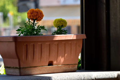 Close-up of potted plant on window sill