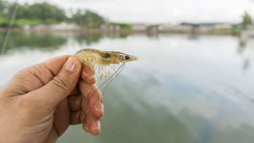 Close-up of hand holding bird