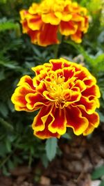 Close-up of marigold blooming outdoors