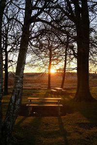 Trees in park during sunset