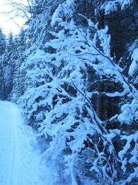 Close-up of tree branches during winter