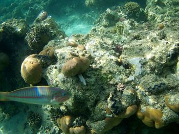 Fish swimming in sea