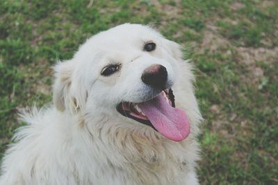 Close-up of dog sticking out tongue