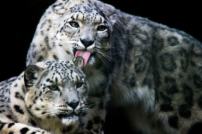 Snow leopards against black background