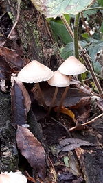 High angle view of mushrooms