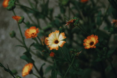 Close-up of orange flowering plants