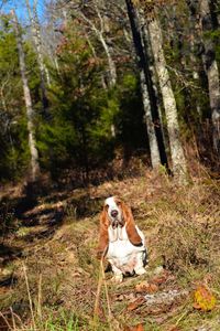 Basset hound posed