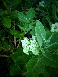 Close-up of insect on plant