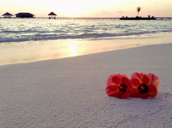 Scenic view of sea at sunset