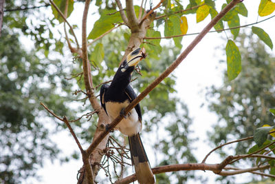 Low angle view of bird perching on tree