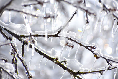 branch
