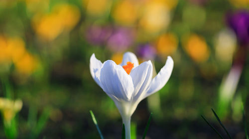 Close-up of white crocus flower on field