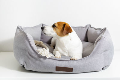 Dog sitting on sofa at home